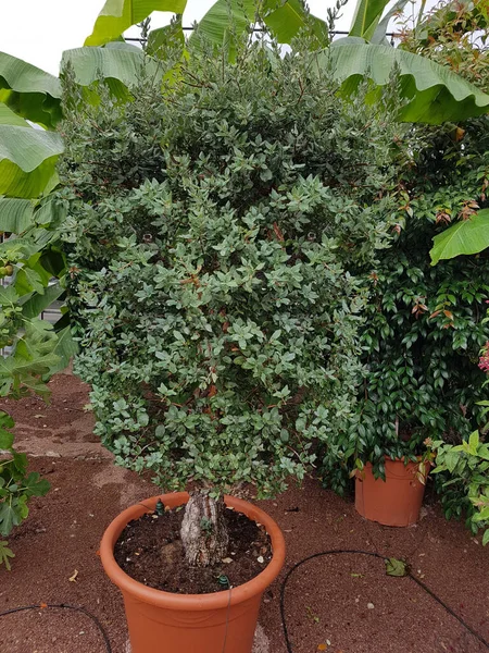 Korkeiche Quercus Suber Ist Der Baum Von Dessen Rinde Die — Stok Foto