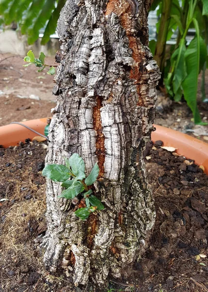 Korkeiche Quercus Suber Ist Der Baum Von Dessen Rinde Die — Stok Foto