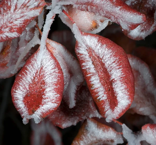 Árbol Cubierto Nieve Congelado Invierno —  Fotos de Stock