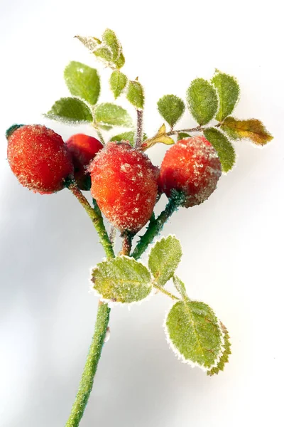 Hagebutten Raureif Beeren Heilpflanze Wildpflanzen — Fotografia de Stock