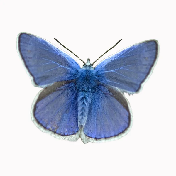 Hermosa Mariposa Aislada Sobre Fondo Blanco — Foto de Stock