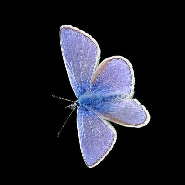 Farfalla Sfondo Nero — Foto Stock