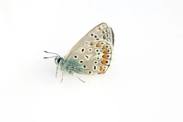 Beyaz Arkaplanda Kelebek — Stok fotoğraf
