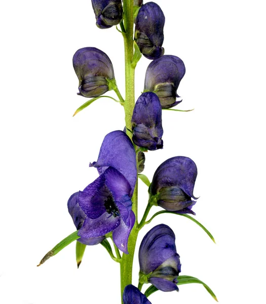 Purple Iris Flowers Isolated White Background — Stock Photo, Image
