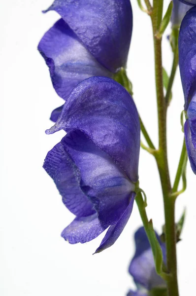 Красива Фіолетова Квітка Ірису Білому Тлі — стокове фото