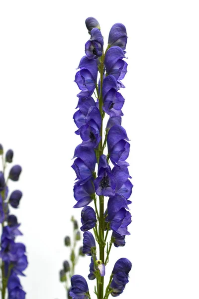 Hermosas Flores Iris Aisladas Sobre Fondo Blanco —  Fotos de Stock