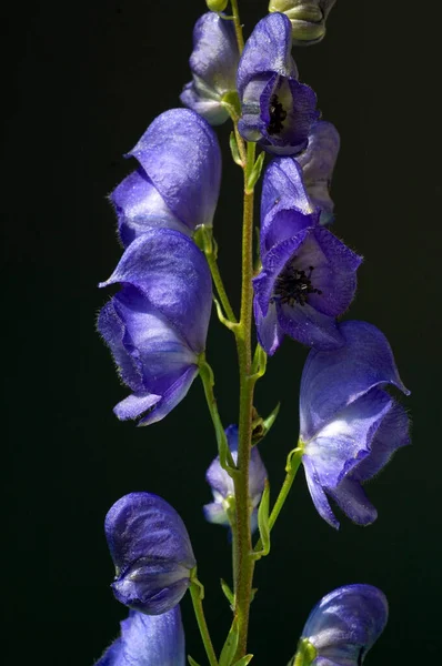 Piękne Purpurowe Kwiaty Tęczówki Czarnym Tle — Zdjęcie stockowe