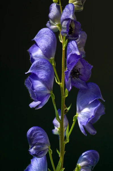 Belas Flores Íris Roxa Fundo Preto — Fotografia de Stock