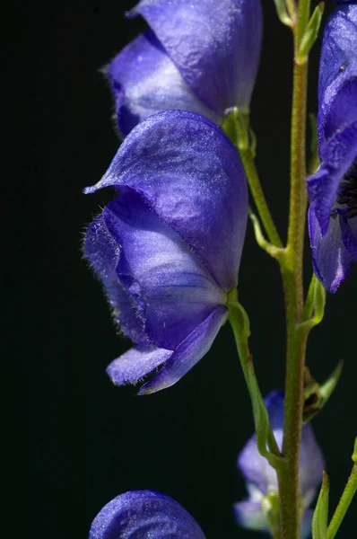 Siyah Arka Planda Güzel Mor Iris Çiçeği — Stok fotoğraf