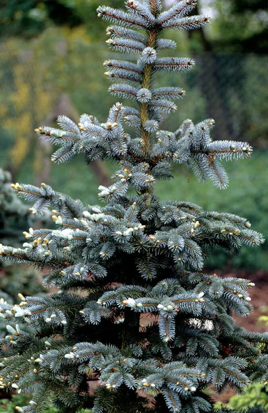 Blaufichte Fichte Picea Pungens Wardenburg — Foto de Stock