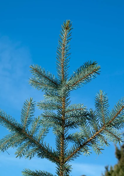 Blaufichte Fichte Picea Pimgens — 스톡 사진