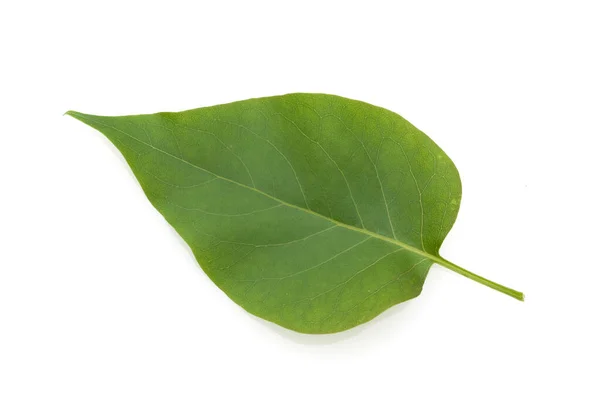 Folha Verde Uma Planta Isolada Fundo Branco — Fotografia de Stock