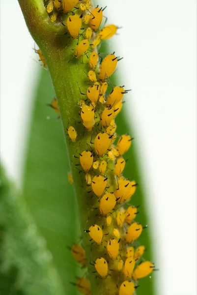Blattlause Aphidina Insekt Blattlaus — ストック写真