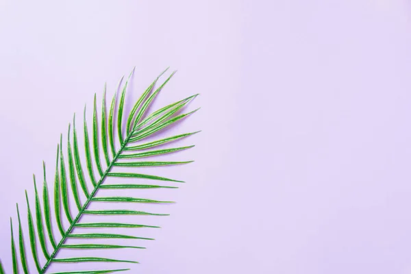 Tropische Palmenblätter Auf Rosa Hintergrund Flache Lage Draufsicht — Stockfoto