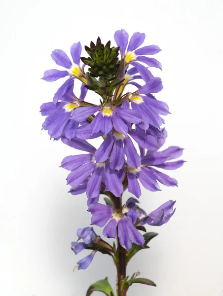 Blaue Faecherblume Scaevola Aemula — Photo