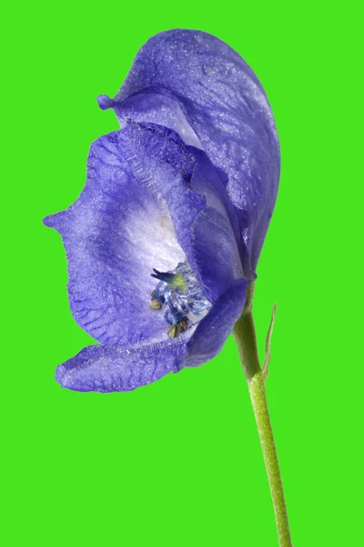 Beautiful Purple Iris Flower Blue Background — Stock Photo, Image