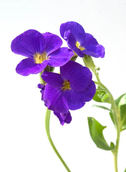 Beautiful Purple Iris Flowers Isolated White Background — Stock Photo, Image