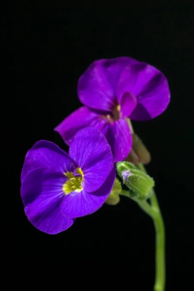 黒の背景に美しい紫色蘭の花 — ストック写真