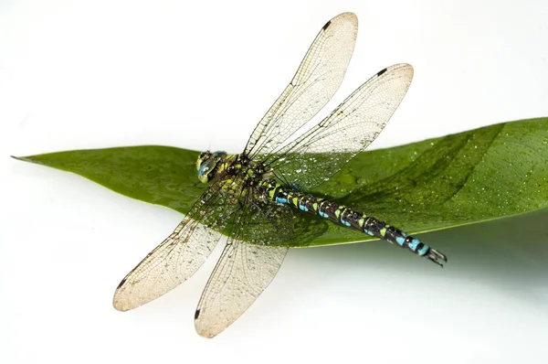 Closeup Bug Flora Fauna — Stock Photo, Image