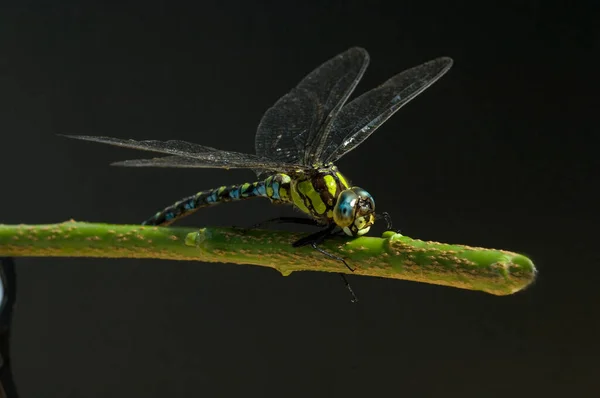 Dragonfly Leaf — Stock Photo, Image