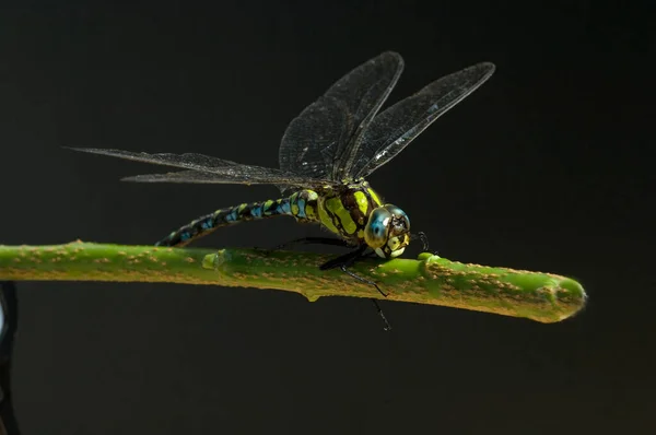 Libelle Auf Einem Blatt — Stockfoto