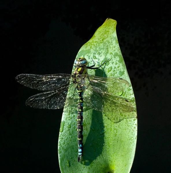Бабочка Зеленом Листе — стоковое фото