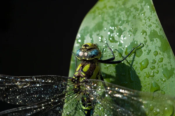 Eine Nahaufnahme Eines Schönen Grünen Käfers Auf Schwarzem Hintergrund — Stockfoto