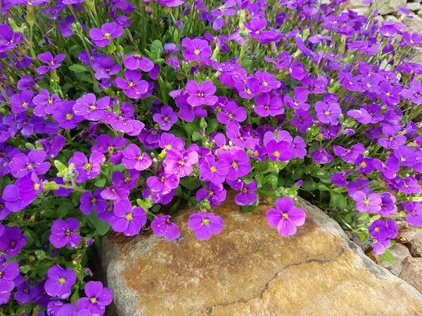 Blaukissen Aubrieta Ist Blume Und Eine Gartenpflanze Mit Blauen Blueten — Stok Foto