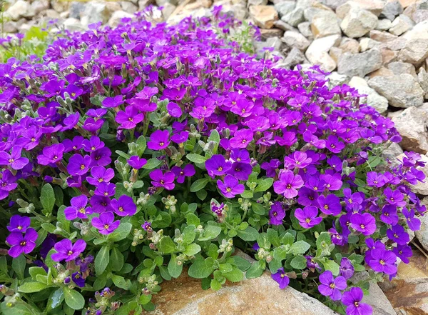 Vackra Blommor Trädgården — Stockfoto