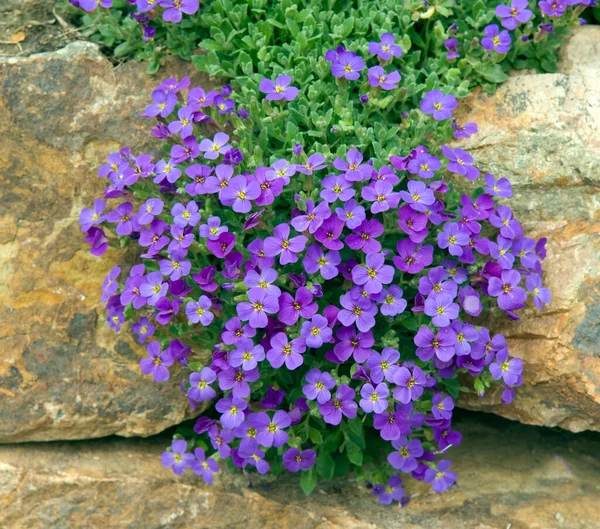 Bellissimi Fiori Giardino — Foto Stock