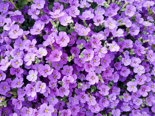 Vackra Blommor Trädgården — Stockfoto