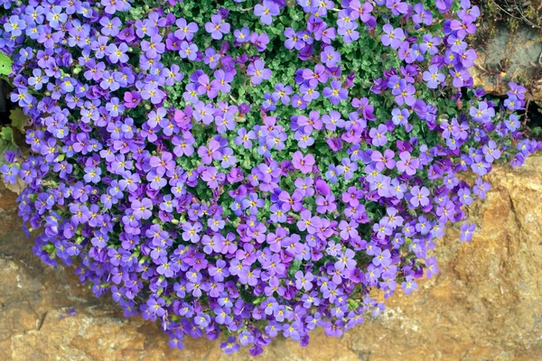 Bahçedeki Güzel Çiçekler — Stok fotoğraf