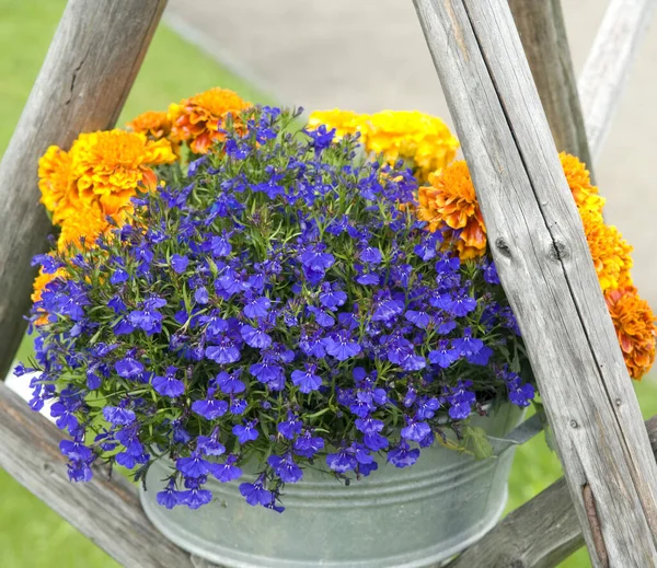 Hermosas Flores Jardín — Foto de Stock