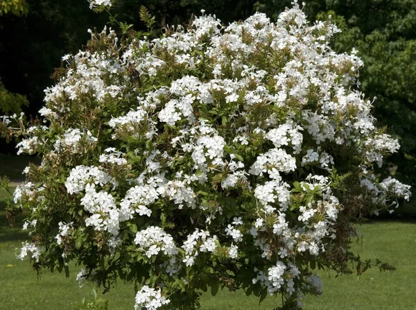 Λευκά Λουλούδια Στον Κήπο — Φωτογραφία Αρχείου