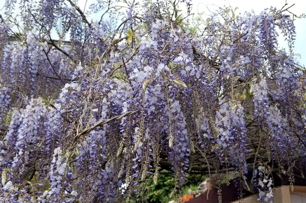 Bel Colpo Botanico Carta Parati Naturale — Foto Stock