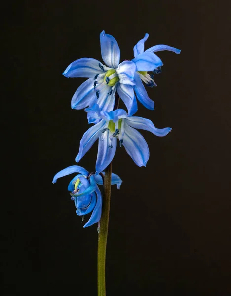 blue flower on a black background