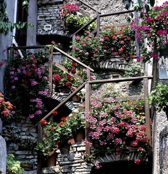 Hermosas Flores Jardín — Foto de Stock