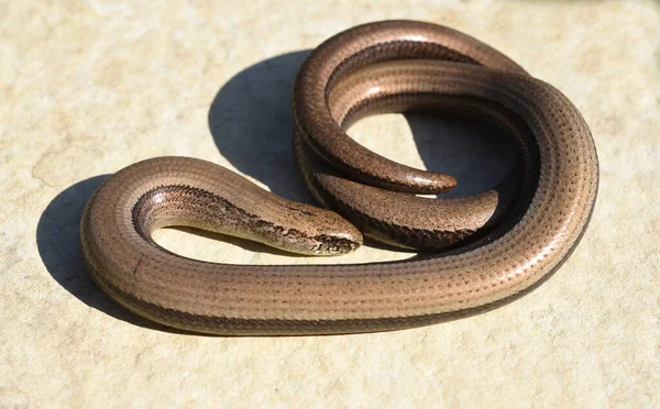 Snake Wooden Background — Stock Photo, Image