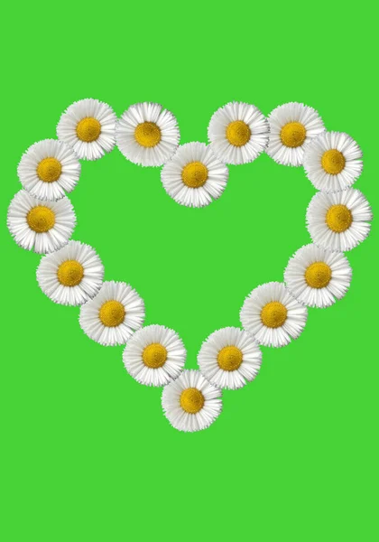 Yeşil Arka Planda Beyaz Çiçekler — Stok fotoğraf