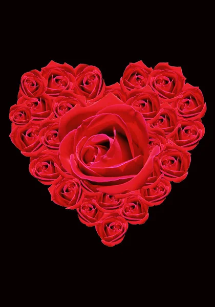 Červené Růže Černém Pozadí Samostatný — Stock fotografie