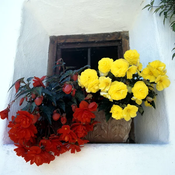 Blumenfenster Fenster Mit Blumen — Fotografia de Stock