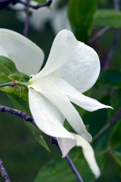 Blumenhartriegel Eddies Biały Cudowny — Zdjęcie stockowe