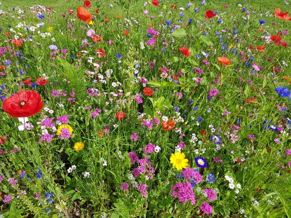 Blumenwiese Wiesenblumen Wildblumen — Stock fotografie