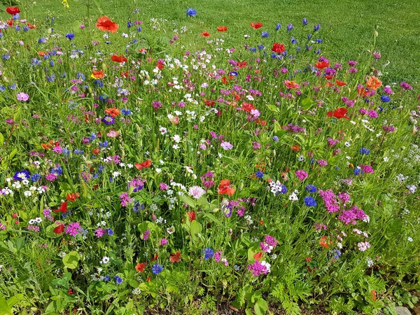 Blumenwiese Wiesenblumen Wildblumen — Stock fotografie