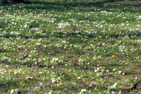 Blumenwiese Primeln Primeln Frühjahrspflanzen — Stockfoto