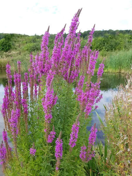 Blutweiderich Lythrum Salicaria Heilpflanzen — Stock fotografie