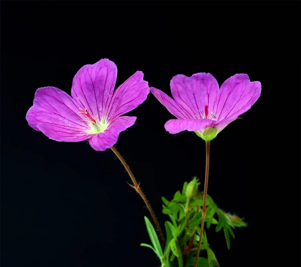 Krásné Květiny Květinový Koncept Pozadí — Stock fotografie