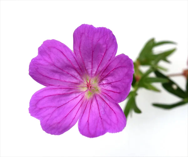 Mooie Paarse Bloem Geïsoleerd Witte Achtergrond — Stockfoto