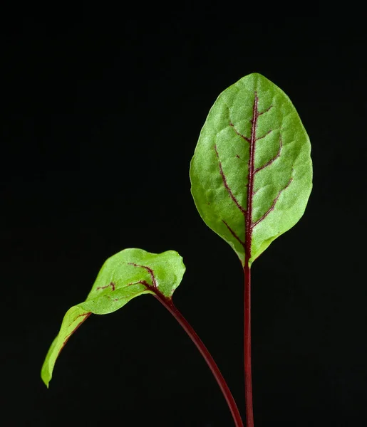 Vérengző Rumex Sanguineus Salat — Stock Fotó
