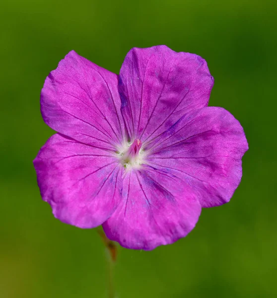 Bel Colpo Botanico Carta Parati Naturale — Foto Stock